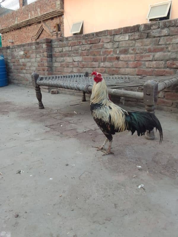 2 desi murge for sale 5