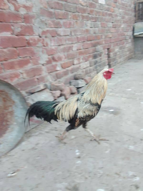 2 desi murge for sale 6