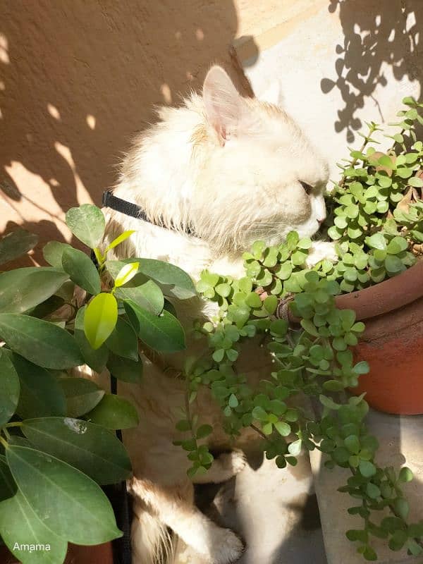 persian cat siblings 2