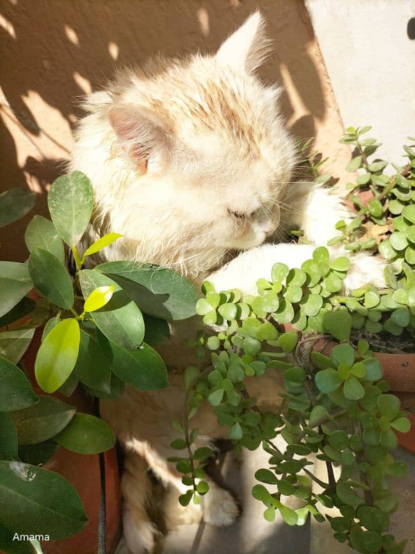 persian cat siblings 3