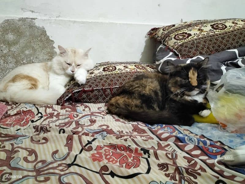 persian cat siblings 6