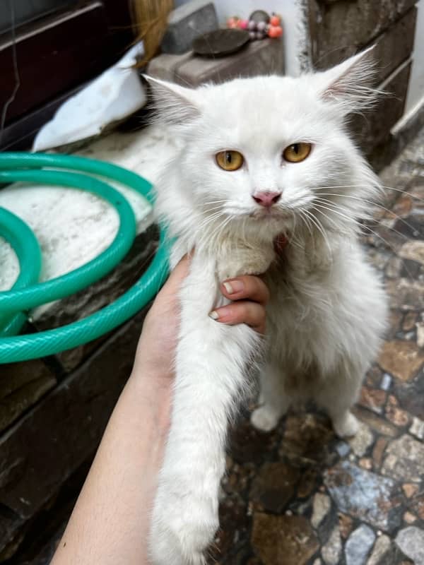 PERSIAN CAT (female 1.5 yearold) 1