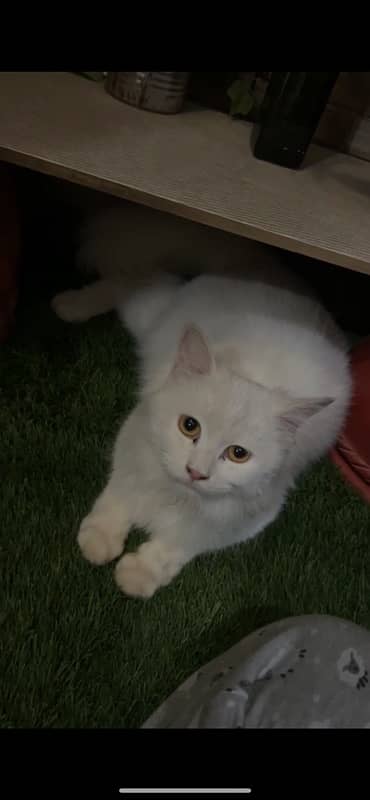 PERSIAN CAT (female 1.5 yearold) 2