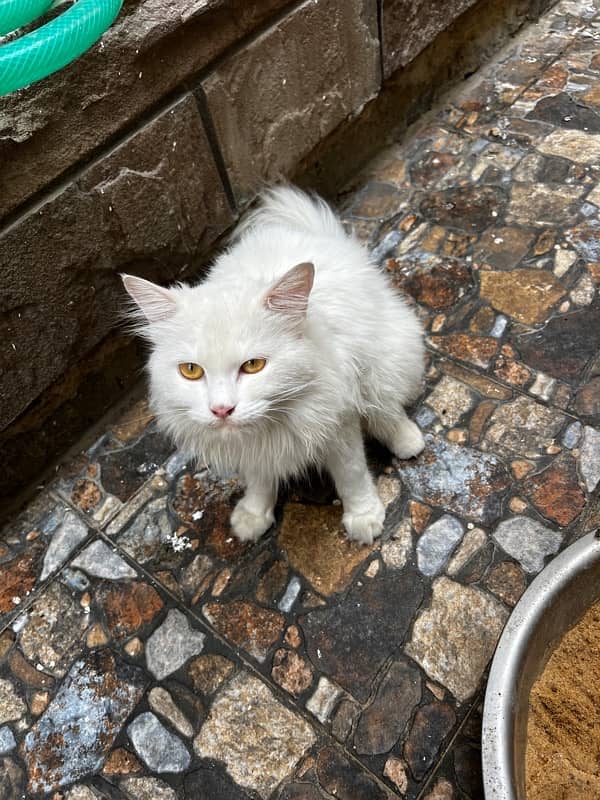 PERSIAN CAT (female 1.5 yearold) 3