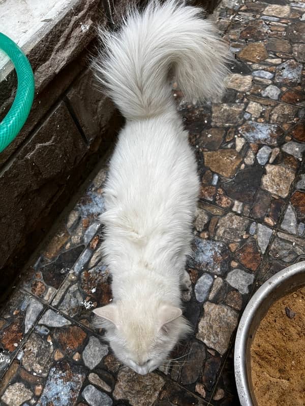 PERSIAN CAT (female 1.5 yearold) 4