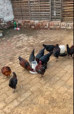 im selling  misri hens male female