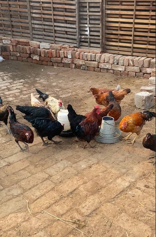 im selling  misri hens male female 2