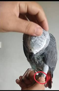 I am selling My Congo African Gray Parrot full talking and full tame