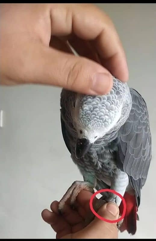 I am selling My Congo African Gray Parrot full talking and full tame 0