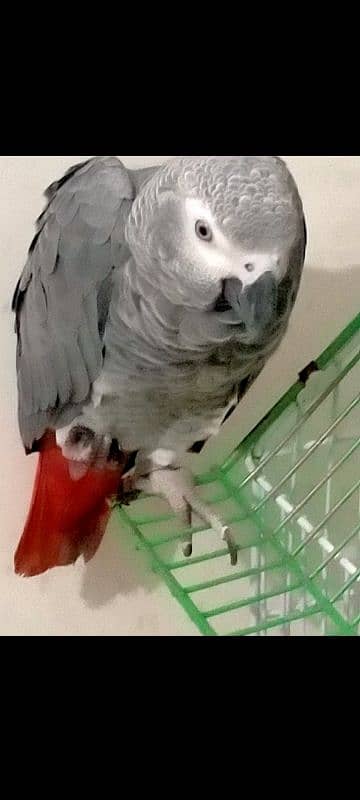 I am selling My Congo African Gray Parrot full talking and full tame 1