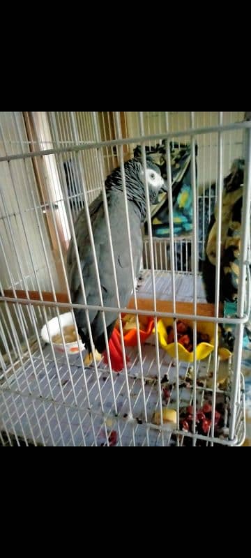 I am selling My Congo African Gray Parrot full talking and full tame 2