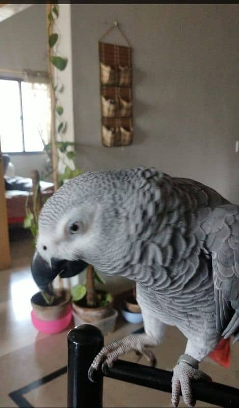 I am selling My Congo African Gray Parrot full talking and full tame 3