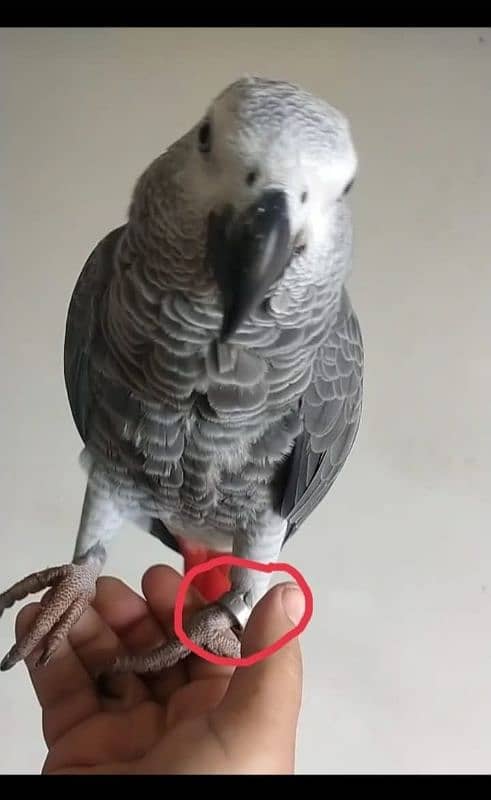 I am selling My Congo African Gray Parrot full talking and full tame 4