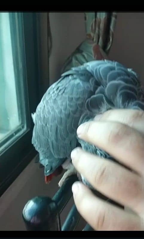 I am selling My Congo African Gray Parrot full talking and full tame 5