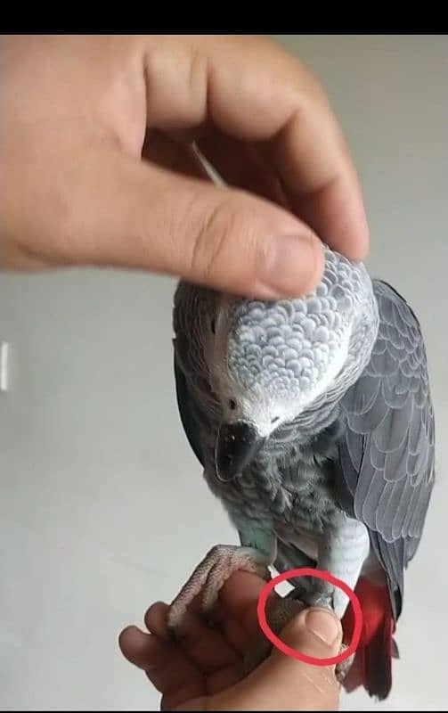 I am selling My Congo African Gray Parrot full talking and full tame 6