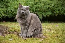 nebelung cat  3 month urgent sell