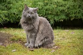 nebelung cat  3 month urgent sell 0