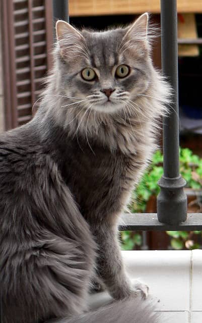 nebelung cat  3 month urgent sell 1