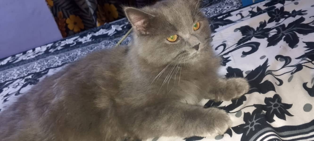 nebelung cat  3 month urgent sell 3