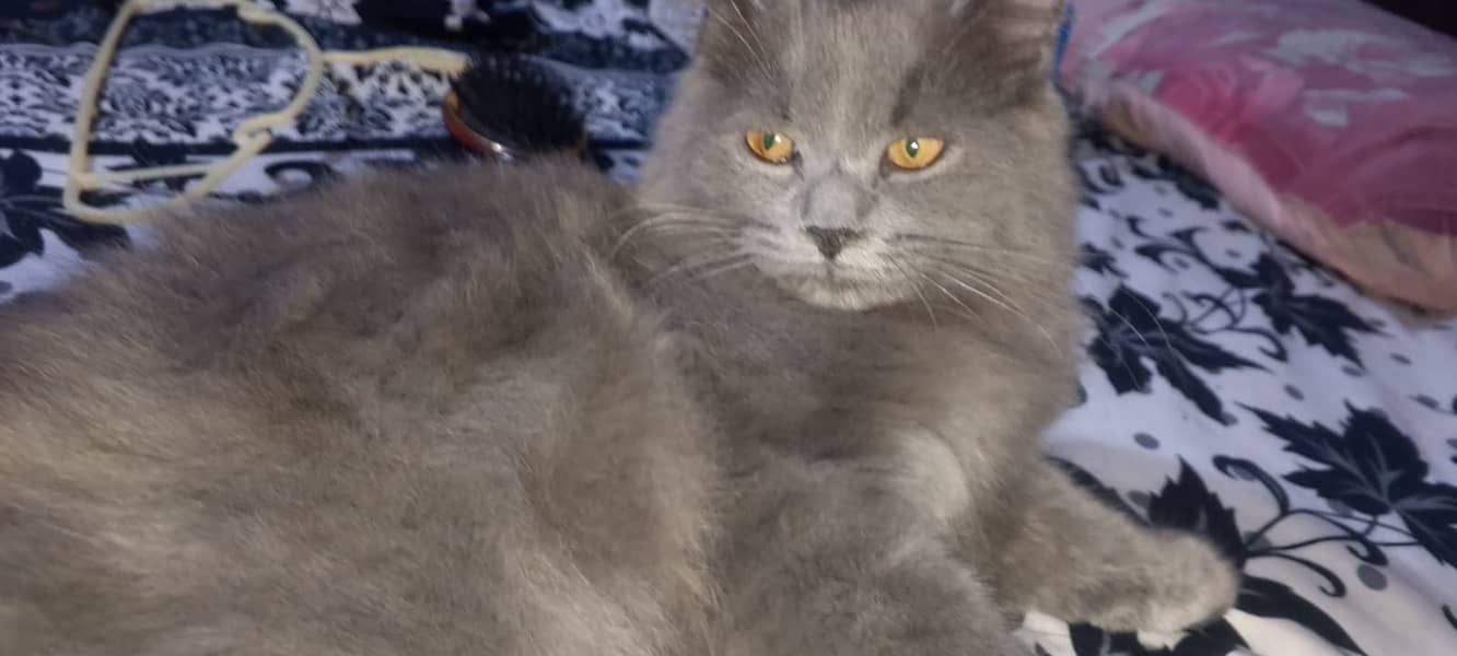 nebelung cat  3 month urgent sell 4