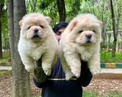 IMPORTED CHOW CHOW PUPPY AVAILABLE FOR SALE