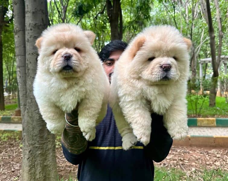 IMPORTED CHOW CHOW PUPPY AVAILABLE FOR SALE 0