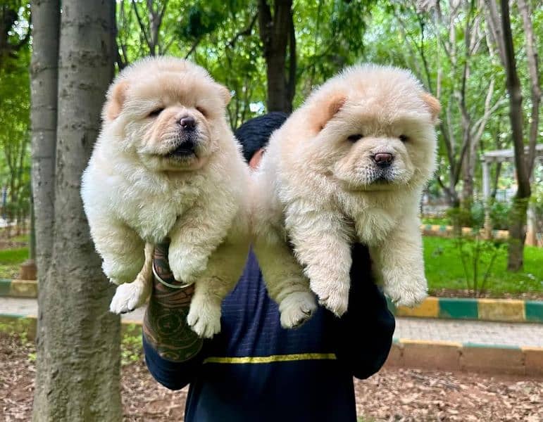 IMPORTED CHOW CHOW PUPPY AVAILABLE FOR SALE 1