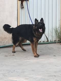 German Shephard Male