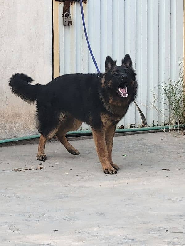 German Shephard Male 0