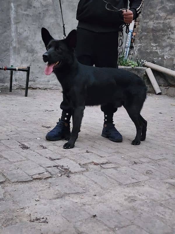 Black German Shepherd Male 4