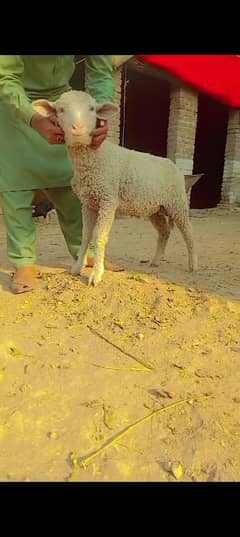 beautiful sheep