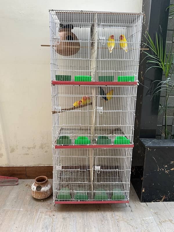 birds with cage 0