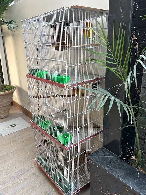 birds with cage 1