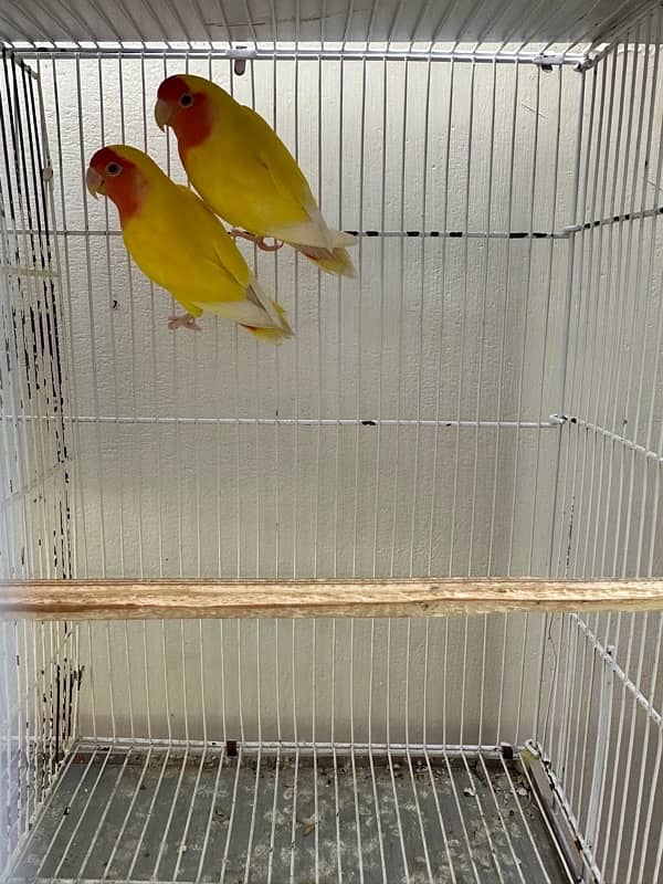 birds with cage 6