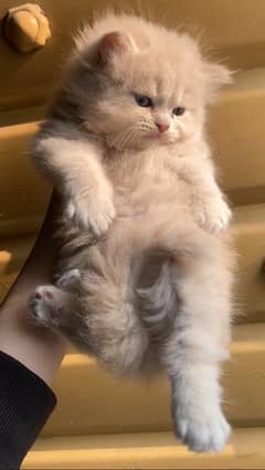 Persian kitten punch face