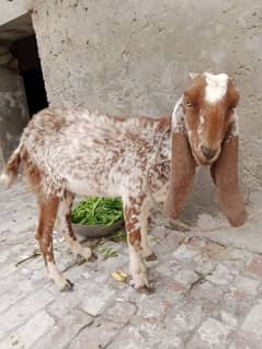 makhi chini goat