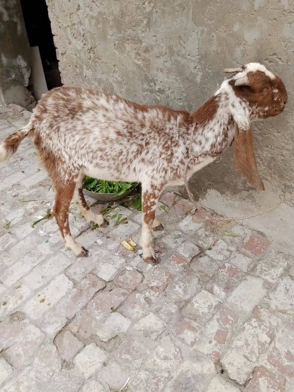 makhi chini goat 1