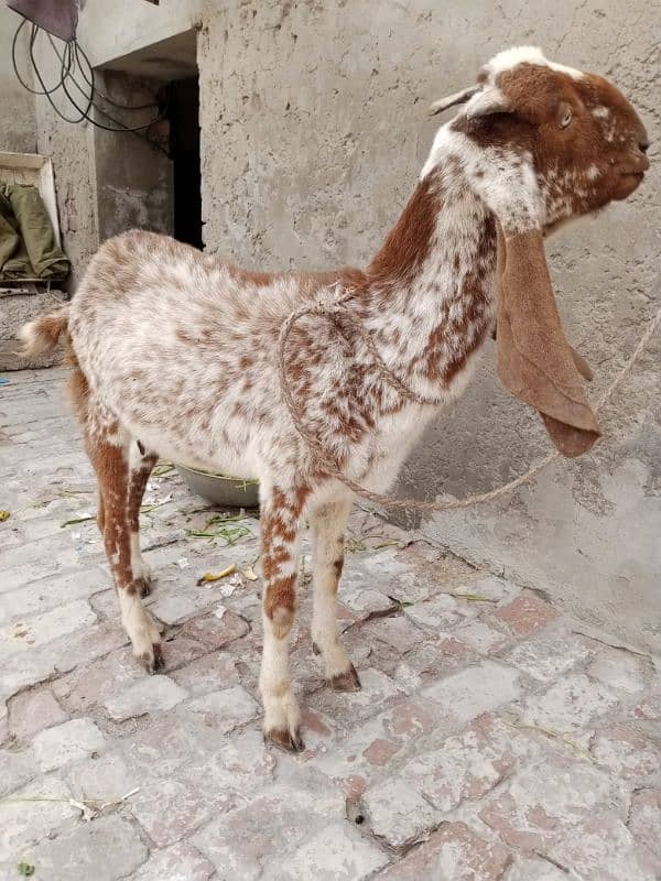 makhi chini goat 3