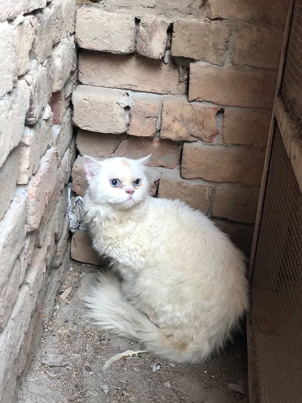 8 month old male cat for sale greish blue eyes 1