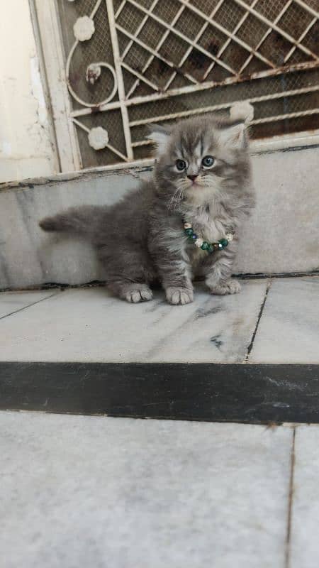 Persian triple coated kitten 0