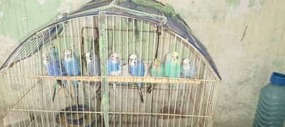 budgies