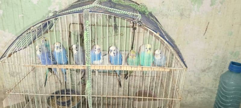 budgies for sell 0