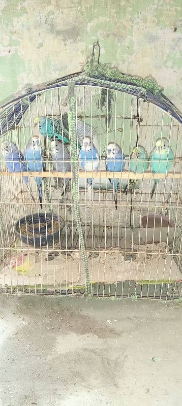 budgies for sell 1