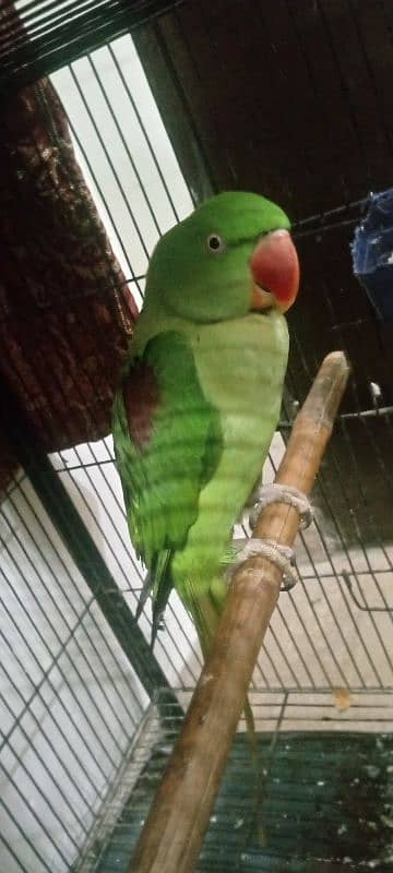 Female Raw parrot For sale Urjent sale full active nd healthy 0