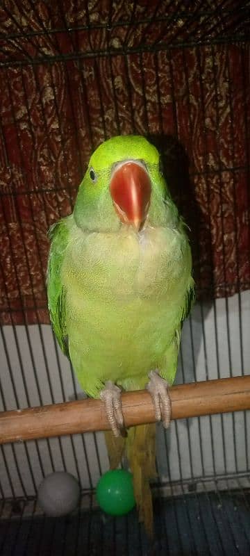 Female Raw parrot For sale Urjent sale full active nd healthy 2