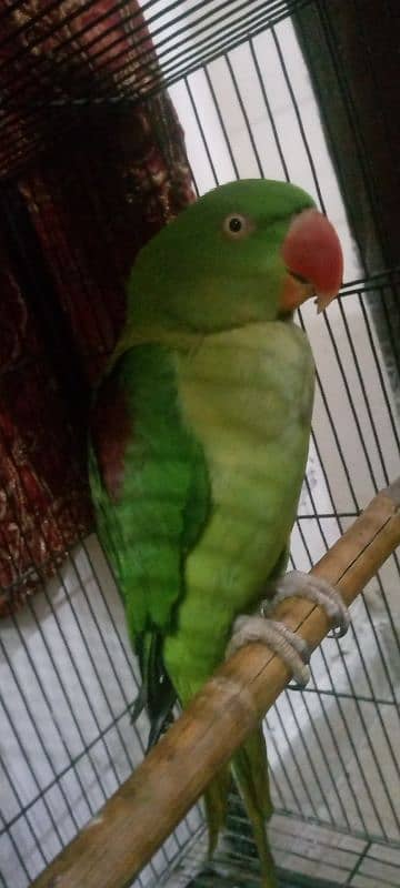 Female Raw parrot For sale Urjent sale full active nd healthy 3