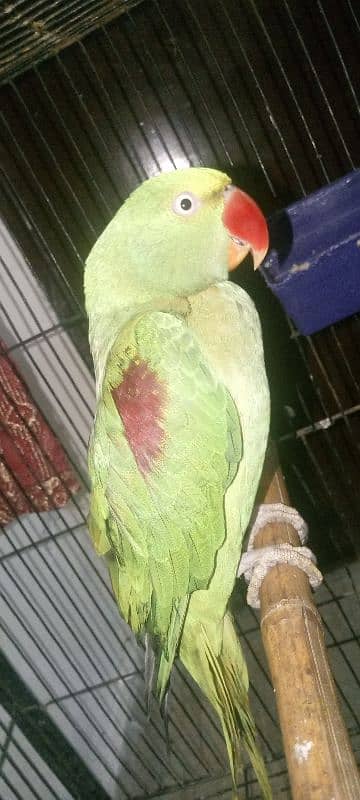 Female Raw parrot For sale Urjent sale full active nd healthy 4