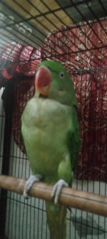 Female Raw parrot For sale Urjent sale full active nd healthy 5