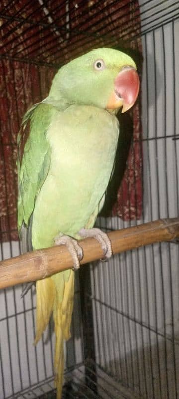 Female Raw parrot For sale Urjent sale full active nd healthy 6