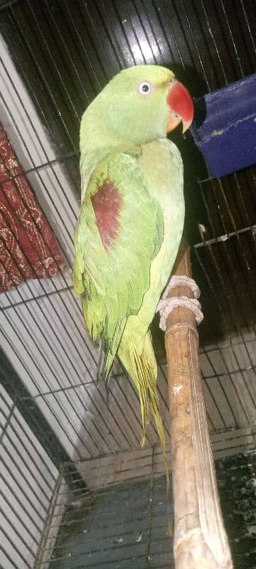 Female Raw parrot For sale Urjent sale full active nd healthy 7